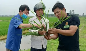 56 tác giả được chọn 'nhà khoa học của nhà nông' năm 2024